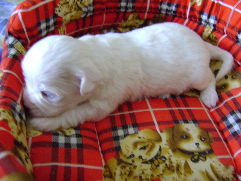 bella1.JPG