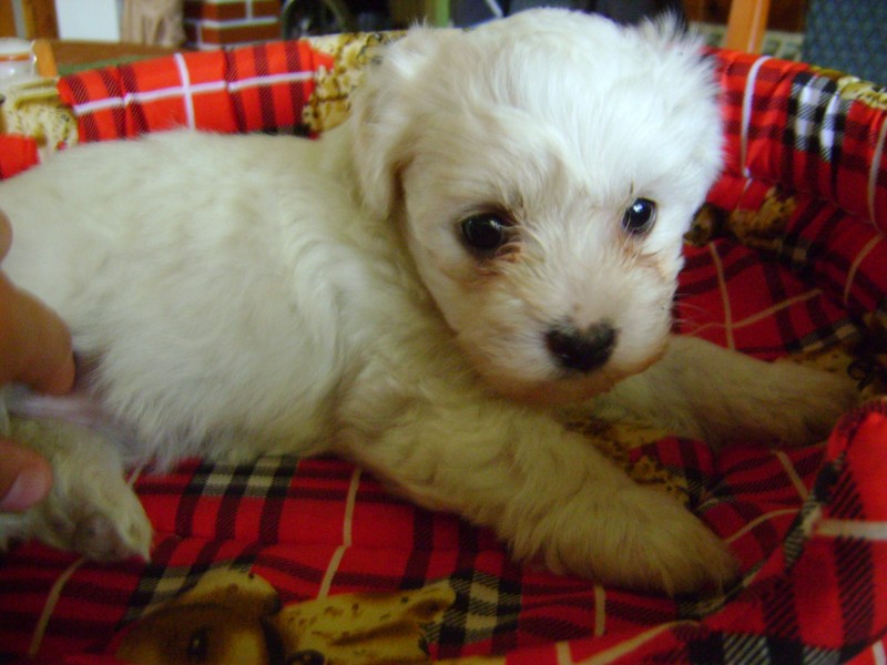 bella3.JPG